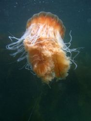 A subantartic jellyfish taken at the Strait of Magellan, ... by Cesar Cardenas 